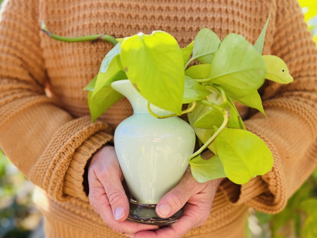 hands holding vase filled with pothos