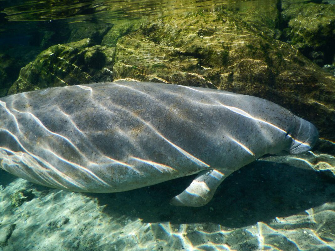 manatee swimming in water