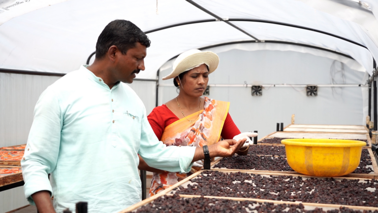 Two farmers checking on grapes drying in a solar dryer.